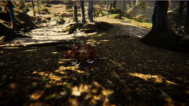 Animal