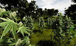 Medicinal Herbs - Cannabis Grow Simulator