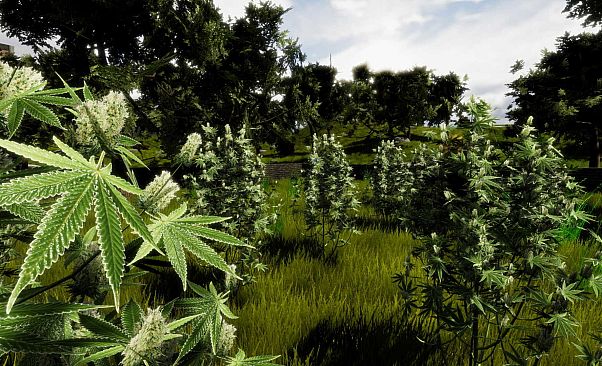 Medicinal Herbs - Cannabis Grow Simulator