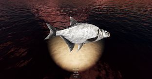 Rogoz Fishing