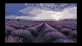 Lavender Field