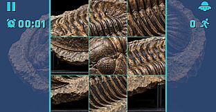 Puzzle Fossils