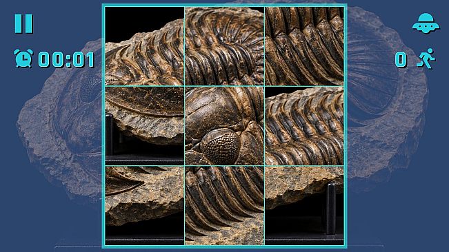 Puzzle Fossils