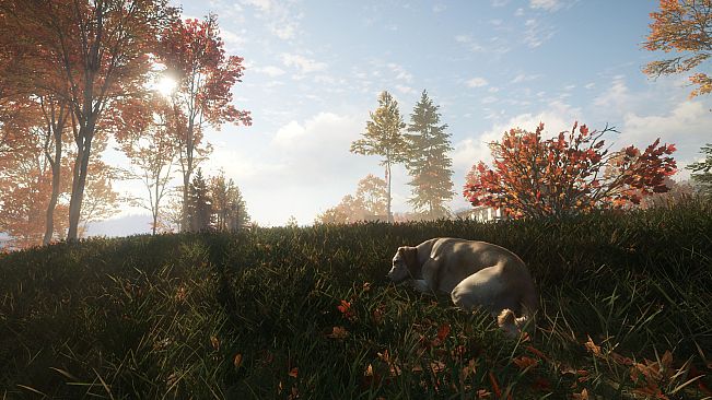 theHunter: Call of the Wild - Labrador Retriever