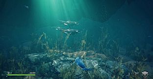 Echo: The dolphin story