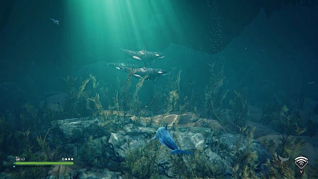 Echo: The dolphin story