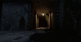 Darkness in the Forest