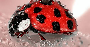 Master of Pieces: Jigsaw Puzzle - Macro Photos DLC