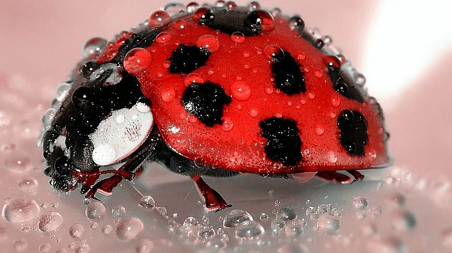 Master of Pieces: Jigsaw Puzzle - Macro Photos DLC