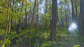 Mindfulness Simulator - ASMR Meditation Game