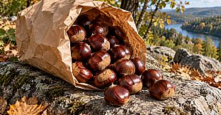 Puzzle Nuts