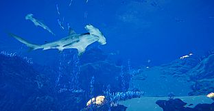 Ocean Fish