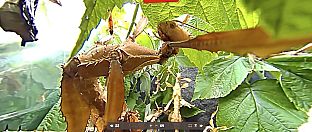 Tony's Creepy Crawly Zoo 2.0