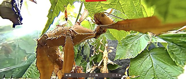 Tony's Creepy Crawly Zoo 2.0