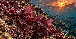 Puzzle Algae