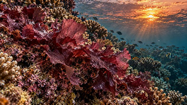 Puzzle Algae