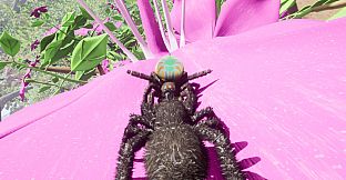 Peacock Jumping Spider - Drunk On Nectar