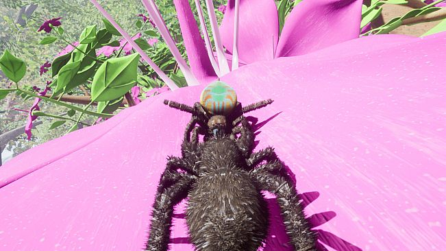 Peacock Jumping Spider - Drunk On Nectar