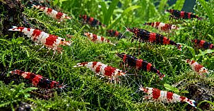 Puzzle Shrimps