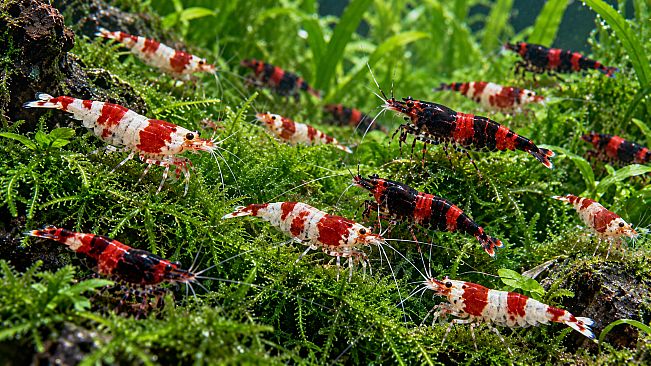 Puzzle Shrimps