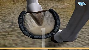 Riding Star - Horse Championship!