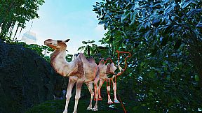 VR Animal Kids Rumble