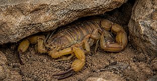Puzzle Scorpions