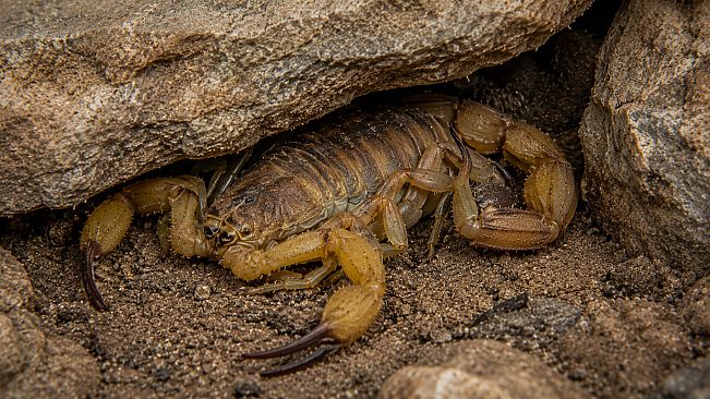 Puzzle Scorpions