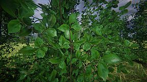 СИМУЛЯТОР ОДИНОЧЕСТВА В РУССКОЙ ДЕРЕВНЕ