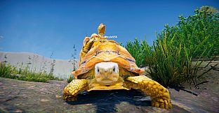 Turtles on Crocodiles