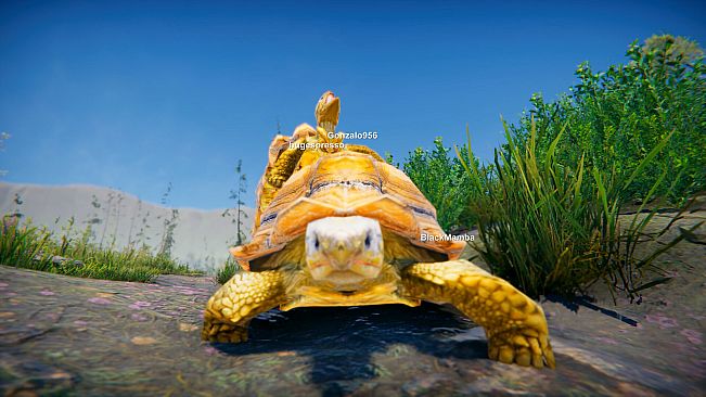 Turtles on Crocodiles