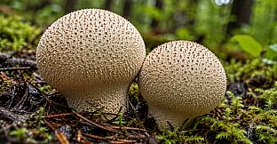 Puzzles Mushroom Artbook