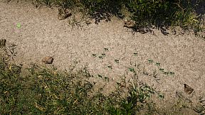 Empire of the Insects