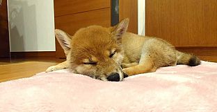 Shiba Mekuri 柴めくり