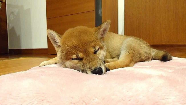 Shiba Mekuri 柴めくり