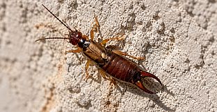 Puzzles Insect