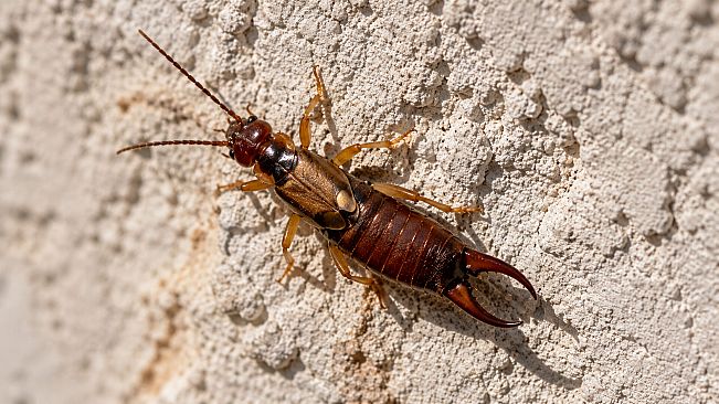 Puzzles Insect