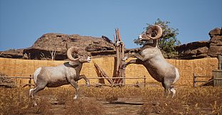 Ram Fights