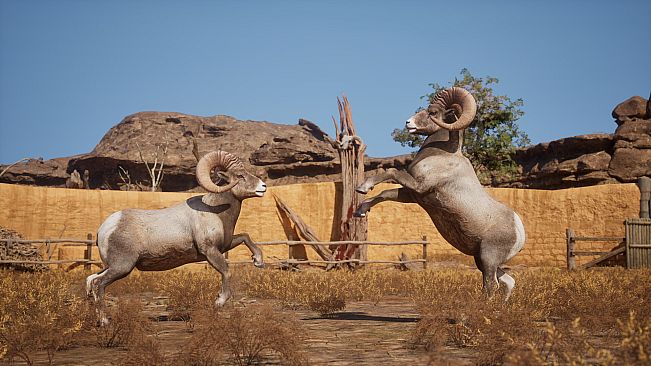 Ram Fights