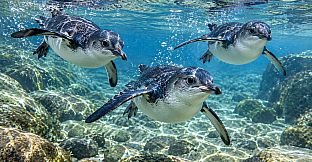 Puzzle Penguins