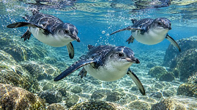 Puzzle Penguins