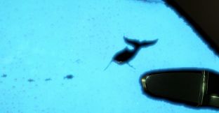 Phenomenal Car Park Adventure: Digital Deluxe Edition