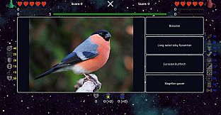 I've Seen Everything - Birds