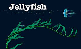 Jellyfish