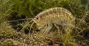 Puzzle Crustaceans