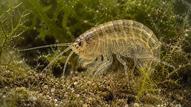 Puzzle Crustaceans