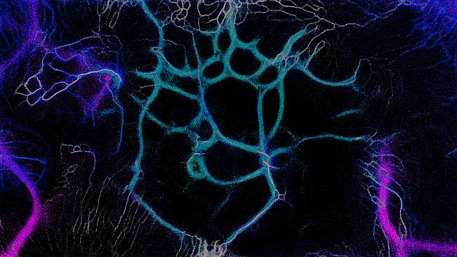 PHYSARUM: Slime Mold Simulator