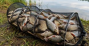 Puzzles Fishing
