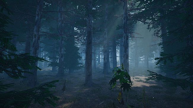 Mushroom Picker Simulator