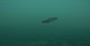 Ultimate Fishing Simulator - Taupo Lake DLC